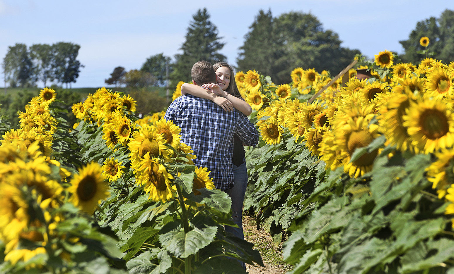 Smithmyer's Sunflower Maze